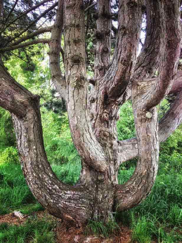 Foto eines Baumes, mehrere stabile Stämme geben Halt